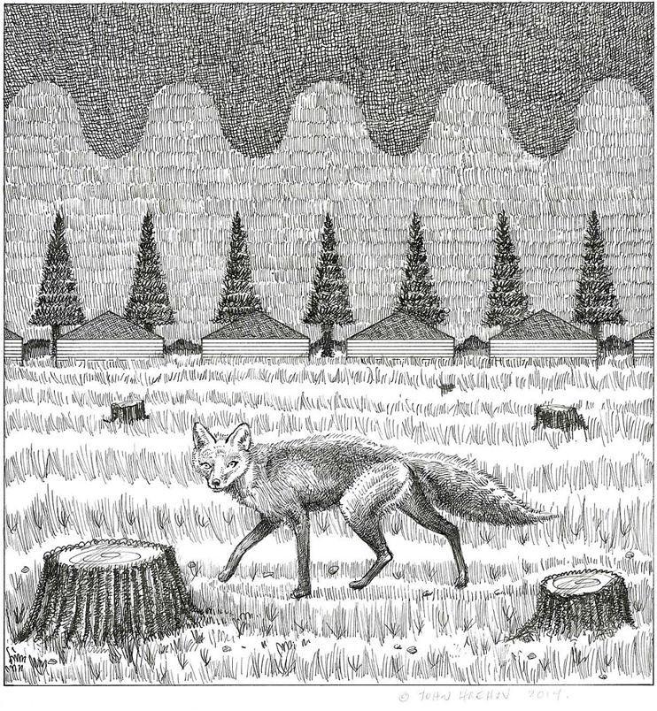 Scout - Drawing by John Hrehov. Ink drawing of a fox walking among tree stumps covered in snow.